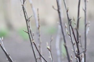 Young shoots of trees