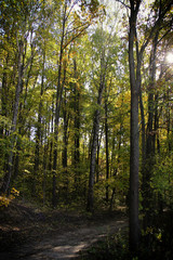 Fototapeta na wymiar Beautiful trees in the autumn forest