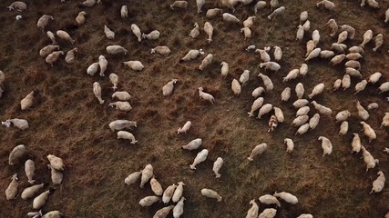 drone shot of a herd of sheep grazing on a meadow in beautiful evening light in summer 