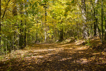 Obraz premium Beautiful trees in the autumn forest