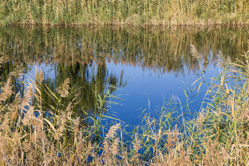 thickets of young reeds near the water
