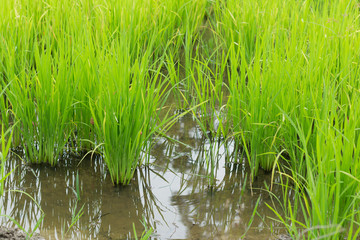 green rice field grow in paddy farm in rainy season