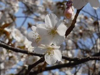 さくら  Spring 