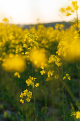Detail of flowering rapeseed canola or colza