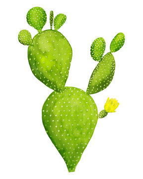 Watercolor hand drawn exotic green cactus with yellow flower isolated on white background