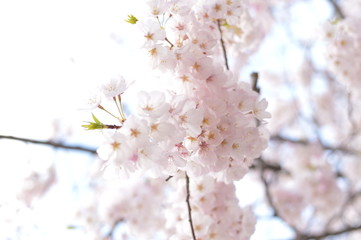 桜-Cherry Blossom1