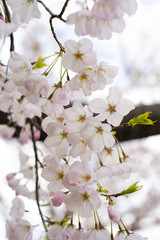 桜-Cherry Blossom4