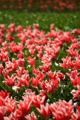 朝日町春の四重奏