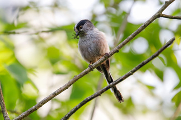 Long-tailed tit Scientific name: Aegithalos caudatus