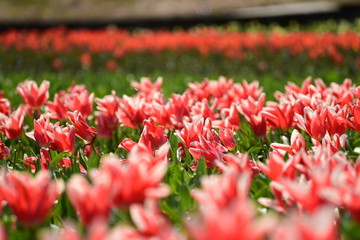 朝日町春の四重奏