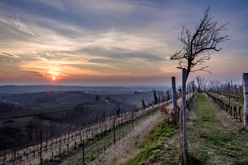 Spring sunset in the vineyards of Collio Friulano