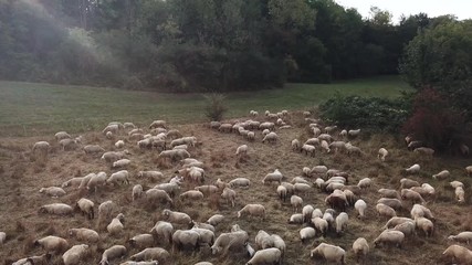 drone shot of a herd of sheep grazing on a meadow in beautiful evening light in summer 
