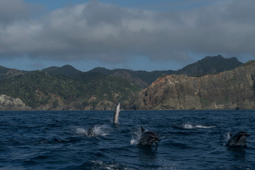Obraz premium ジャンプするハシナガイルカ 小笠原