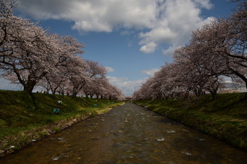 朝日町春の四重奏