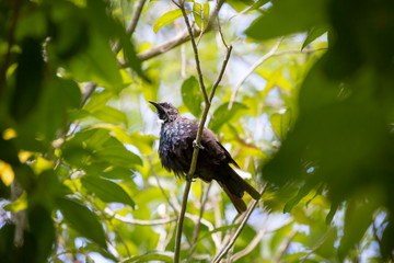 エリマキミツスイ　ニュージーランド