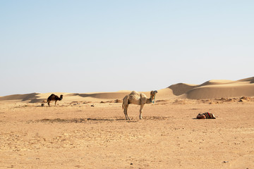 Fototapeta na wymiar Camels in Desert