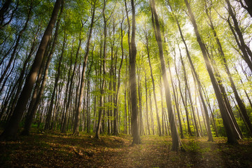 Fototapeta na wymiar Sun rays in the beautiful green forest.