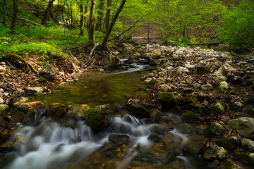 Flowing stream in the beautiful green forest
