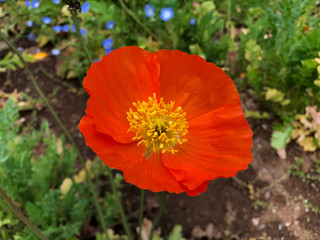 Fototapeta premium 赤色のポピー（右向き）