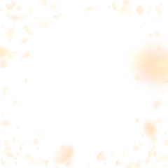 Yellow orange flower petals falling down. Alive ro