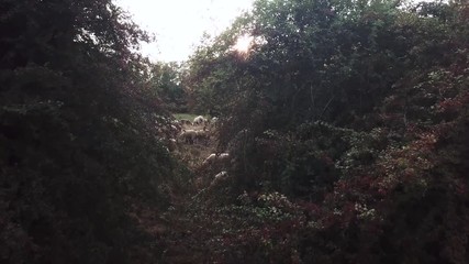 drone shot of a herd of sheep in beautifull evening light. Drone ascends behind  bushes
