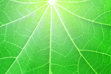 green leaf texture background
