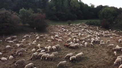 drone shot of a herd of sheep grazing on a meadow in beautiful evening light in summer 