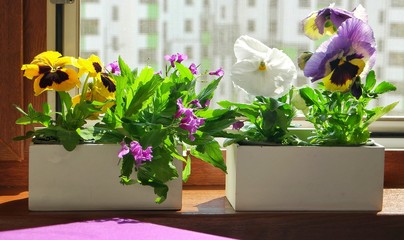 White boxes with blooming pansies are on the windowsill of the open loggia window