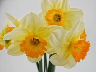 Fototapeta na wymiar Bouquet of flowers daffodils on a white background