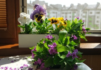 A bouquet of purple wildflowers is located on a white table against the background of box with flowers standing on the windowsill