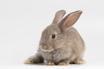 Little grey rabbit sitting on isolated white background at studio. It's small mammals in the family Leporidae of the order Lagomorpha. Animal studio portrait.