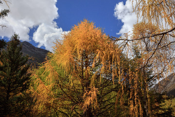 Fototapeta premium Fall Autumn Colors, Trees, Colorful Yellow Leaves, Golden and Red Leaves, Colorful Forest. Beautiful assortment of colorful trees, blue sky and sunshine. Layers of trees, background graphic