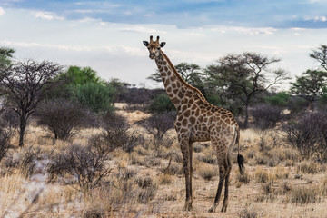 Naklejka na ściany i meble Giraffe im Erindi Private Game Reserve in Namibia