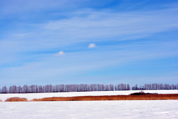 Bright yellow dry reeds line on river bank on meadow covered with snow, trees line on horizon, blue cloudy sky background