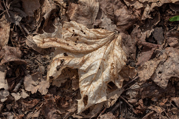 dry last year's foliage on the ground. maple and oak leaves. Background of natural dry brown leaves 