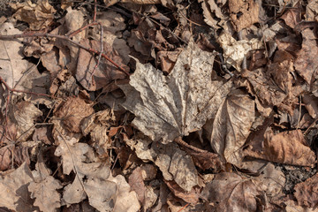 dry last year's foliage on the ground. maple and oak leaves. Background of natural dry brown leaves 