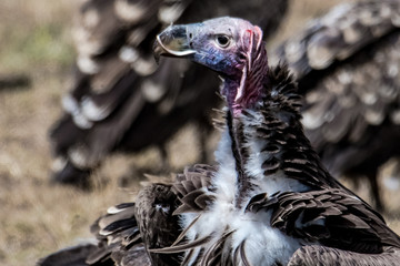 cinereous vulture