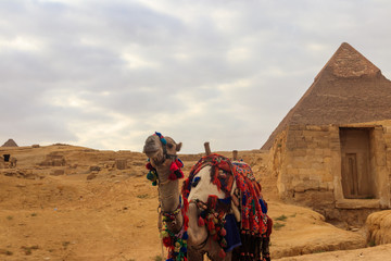 Camel on the Giza pyramid background