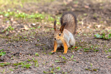 Naklejka na ściany i meble cute squirrel on the ground in a spring city park waiting for food