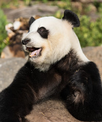 Obraz premium Giant panda, Ailuropoda melanoleuca, or Panda Bear. Close up of giant cute panda with bright black eyes smiling and resting on the sun.