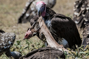 cinereous vulture