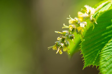 European hornbeam flowering