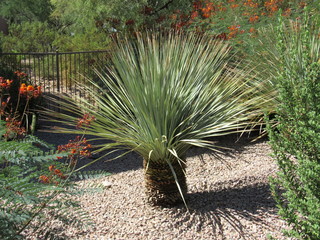 A small yucca plant in a garden in Scottsdale, Arizona on a sunny day 