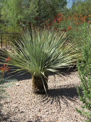 A small yucca plant in a garden in Scottsdale, Arizona on a sunny day 