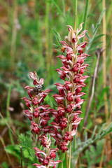 orchidées punaise
