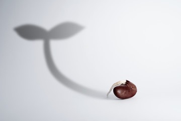 Fototapeta premium Bean growing with leaf shadow growth development ecology business concept