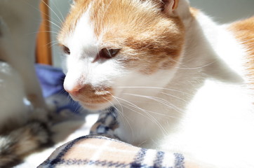 猫