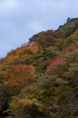 Obraz premium Autumn tree on mountain background.
