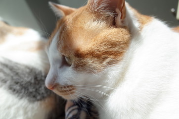 猫