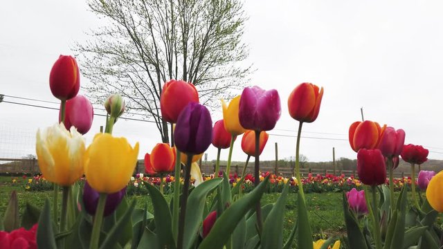 Low view if a group of multicolored tulips blowing in the wind. Rows of tulips are seen in the background